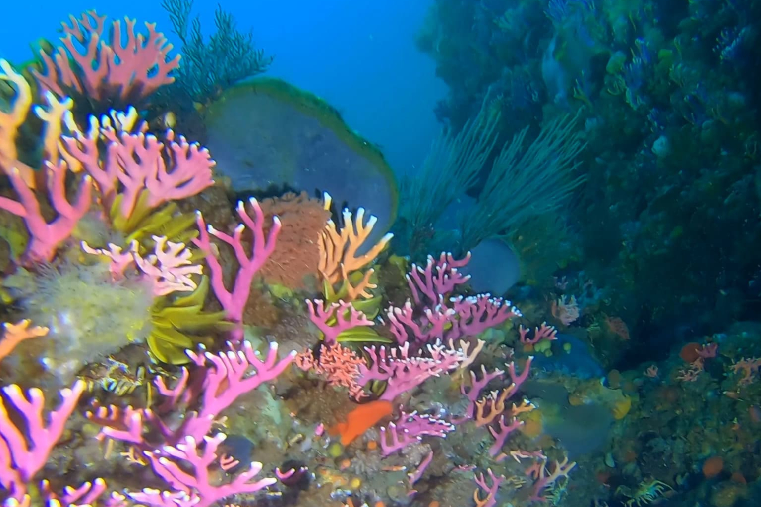 Wreckless Marine Project Whittle Rock
